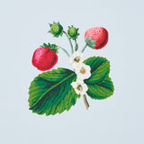 Schumacher Strawberry Hill Blue Wallpaper - Eade's Wallpaper