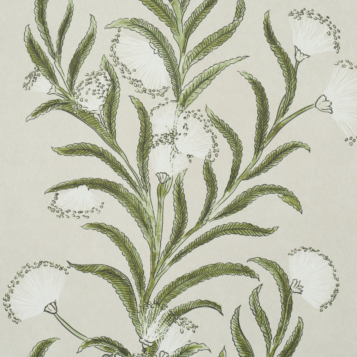 Schumacher 5015362 TASMANIAN MIMOSA in IVORY & GREEN Wallpap