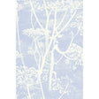 COLE & SON 66/7050.CS.0 COW PARSLEY WHITE/BLU Wallpaper - Eade's Wallpaper