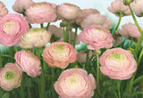 Komar 8-894 Gentle Rose Wall Mural