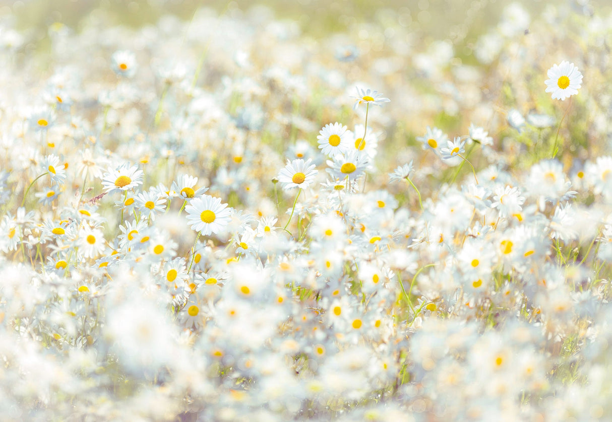 Komar 8-994 Daisies Wall Mural