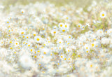 Komar 8-994 Daisies Wall Mural