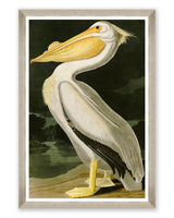 MindtheGap AMERICAN WHITE PELICAN by AUDUBON - Wallpaper Collection 2024