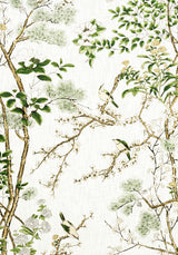 Thibaut F913621 KATSURA Green and White Fabric