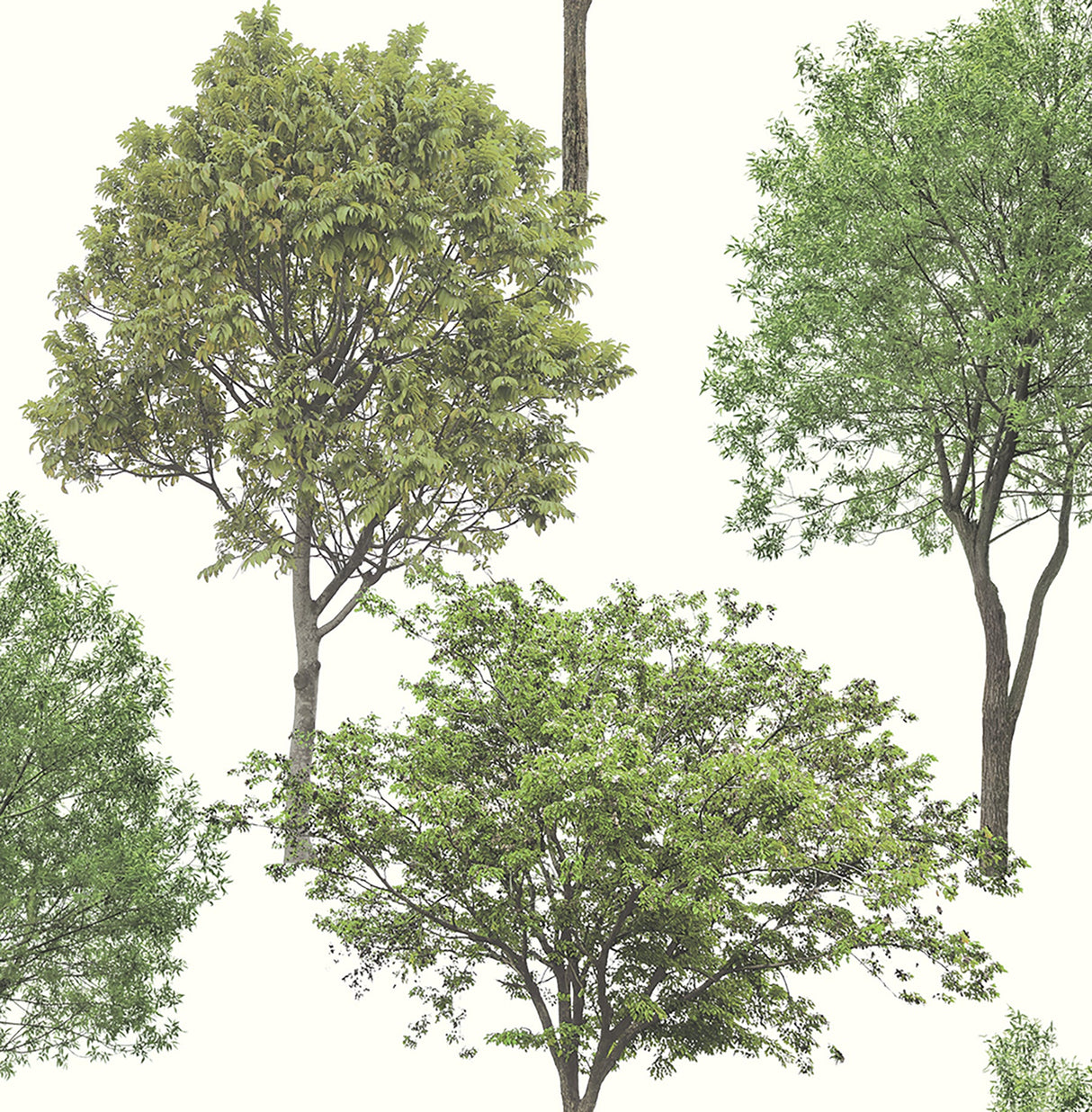 Brewster FD23278 Tree Tops Green Photographic  Wallpaper