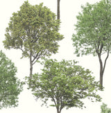Brewster FD23278 Tree Tops Green Photographic  Wallpaper