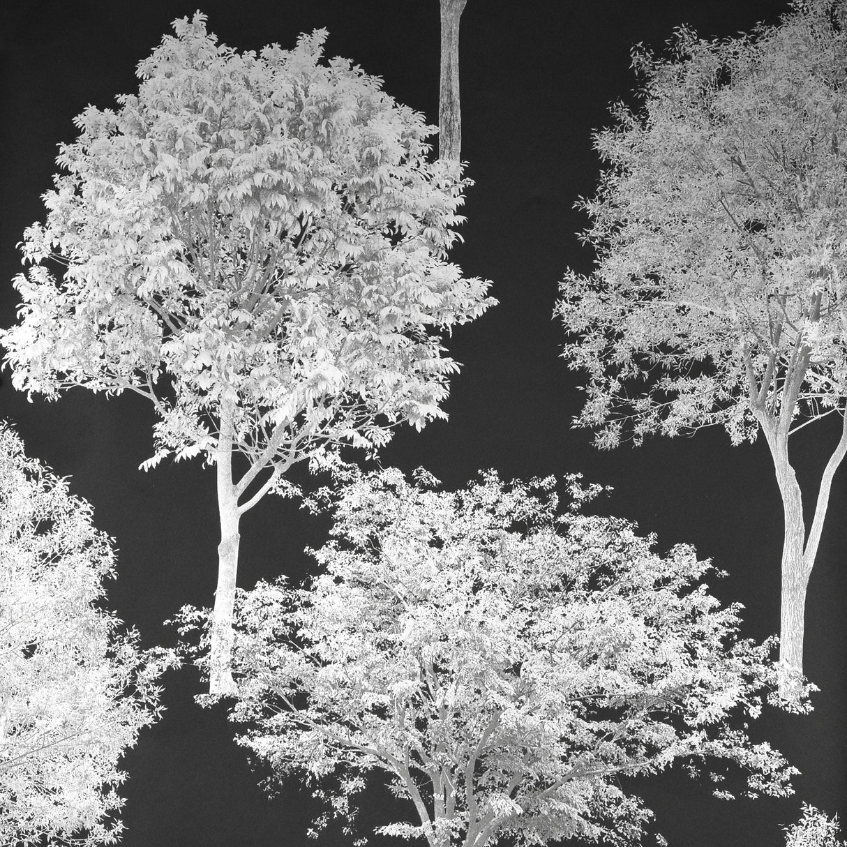 Brewster FD23279 Tree Tops Black Photographic  Wallpaper