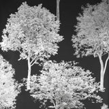 Brewster FD23279 Tree Tops Black Photographic  Wallpaper