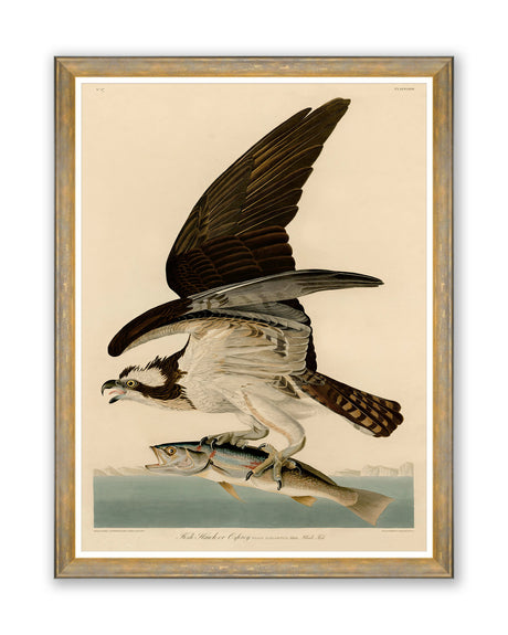 MindtheGap FISH HAWK by AUDUBON  - Wallpaper Collection 2024