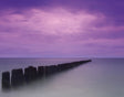 Galerie G78422 Purple Lilac MURAL - Eade's Wallpaper