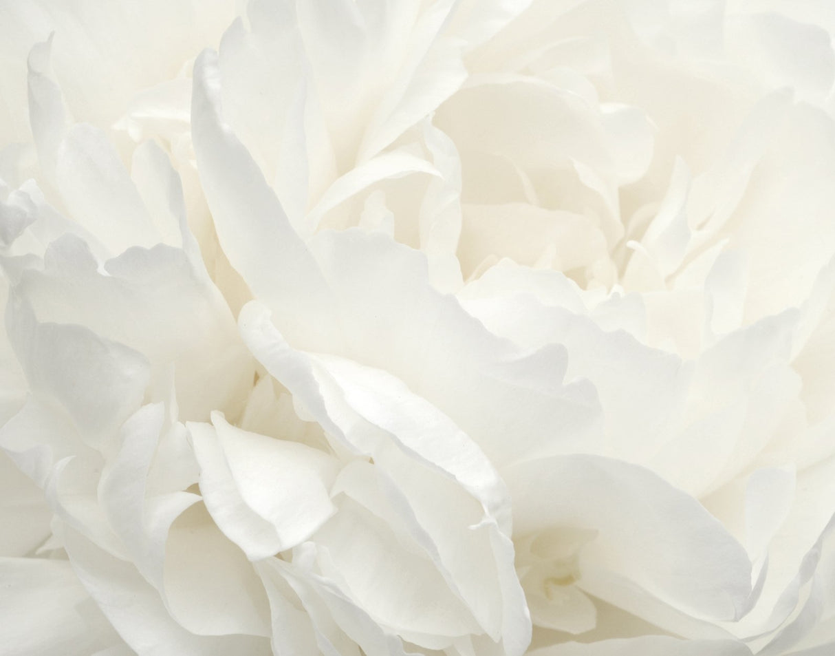 Galerie G78424 White MURAL - Eade's Wallpaper