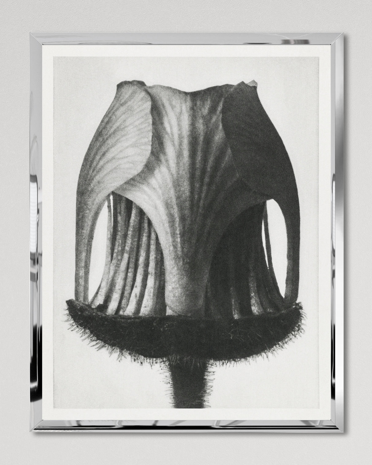 MindtheGap GEUM RIVALE by KARL BLOSSFELD  - Lifestyle Collection 2024