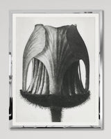MindtheGap GEUM RIVALE by KARL BLOSSFELD  - Lifestyle Collection 2024