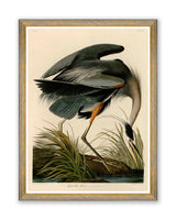 MindtheGap GREAT HERON by AUDUBON - Wallpaper Collection 2024