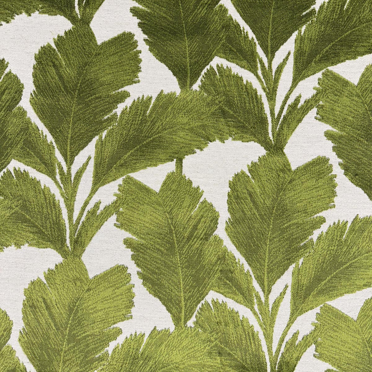 Eade’s MEDORA PALM PALM