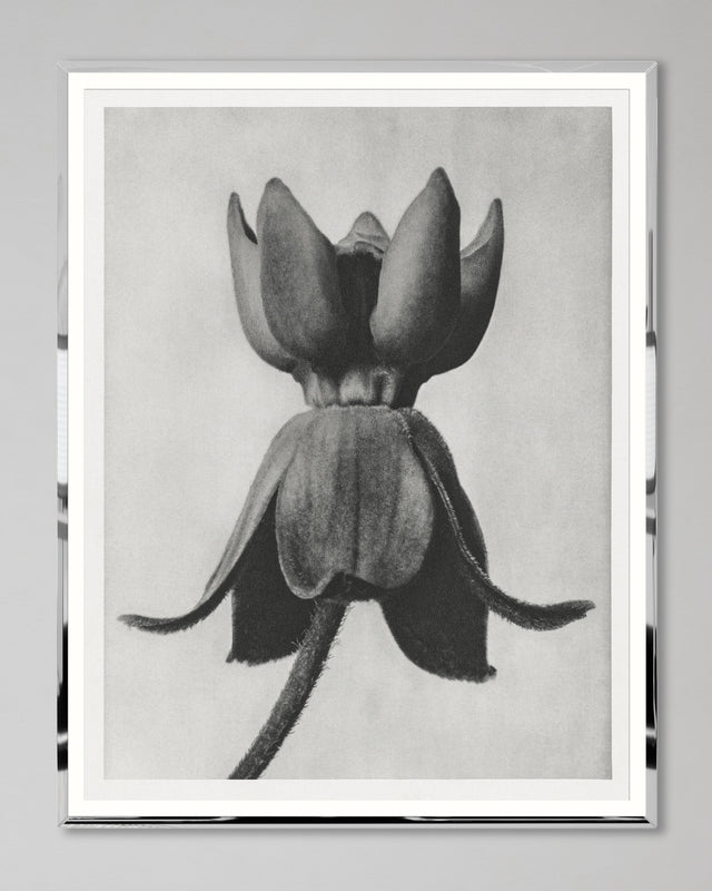 MindtheGap MILKWEED by KARL BLOSSFELD - Lifestyle Collection 2024