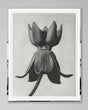 MindtheGap MILKWEED by KARL BLOSSFELD - Lifestyle Collection 2024