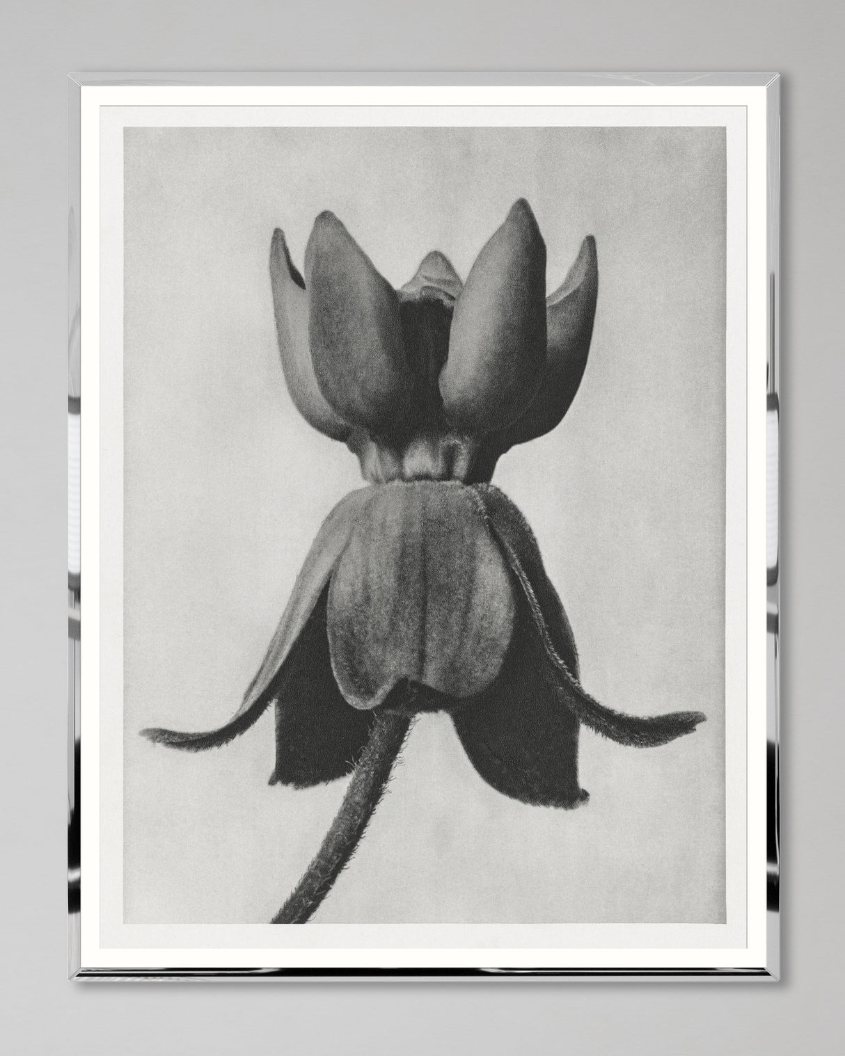 MindtheGap MILKWEED by KARL BLOSSFELD - Lifestyle Collection 2024