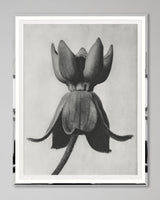 MindtheGap MILKWEED by KARL BLOSSFELD - Lifestyle Collection 2024