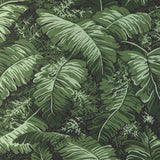 BRUNSCHWIG & FILS P8023109.3.0 FEUILLES DE BANANIER LEAF Wallpaper - Eade's Wallpaper