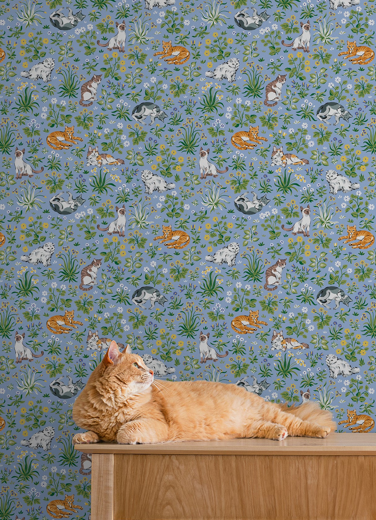 PrintFresh PFS6567 Must Love Cats Blue Peel and Stick Wallpa