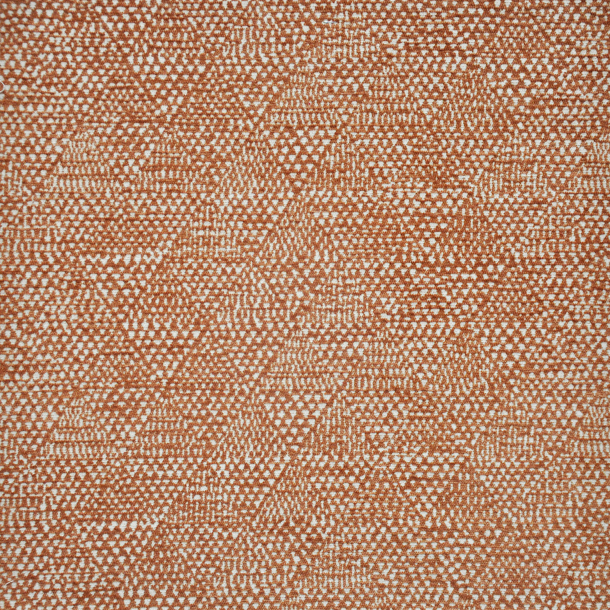 Eade’s # 427 VICUNA