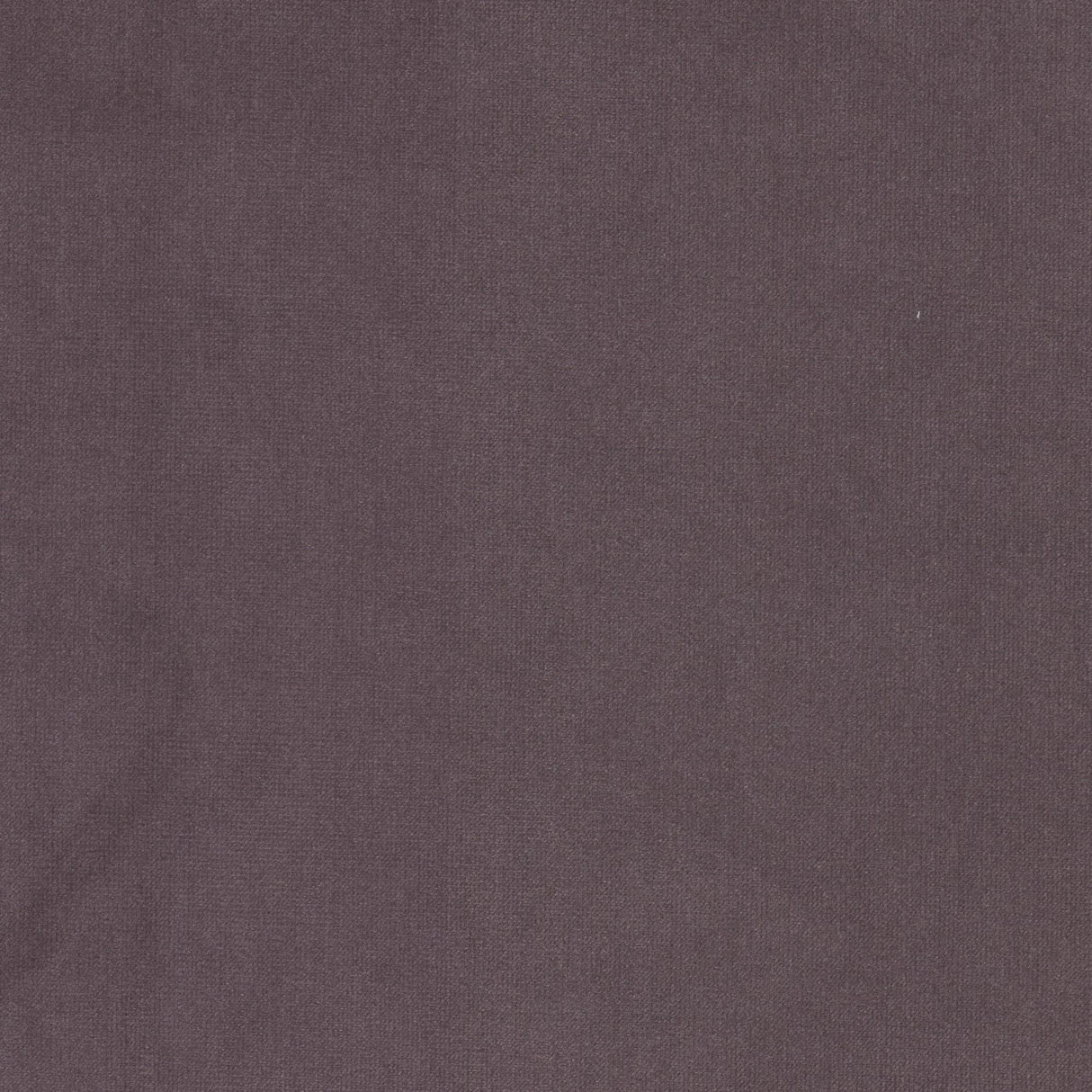 STOUT QUEE-19 QUEEN 19 HEATHER Fabric - Eades Wallpaper & Fabric