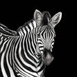 Dolce & Gabbana Casa TCW001TCAI5UZ005 Zebra Mural Wallpaper