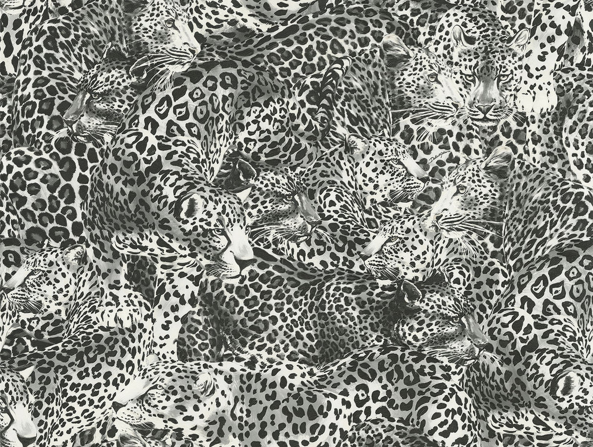 Leopardo Incognito Alessandra