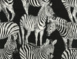 Dolce & Gabbana Casa TCW007TCAHOUZ011 Zebra Romance Wallpape