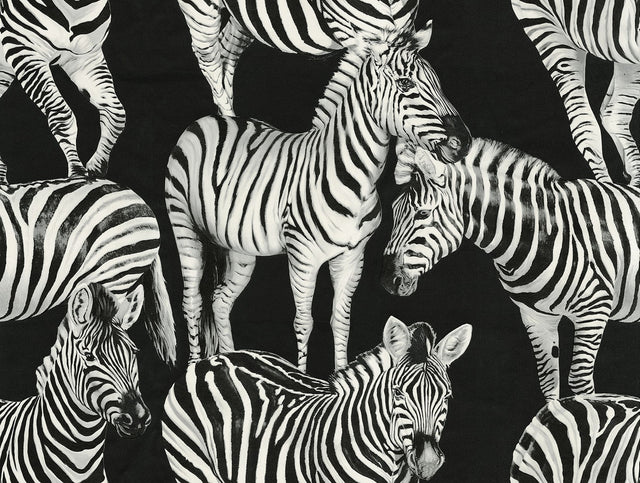 Dolce & Gabbana Casa TCW007TCAHOUZ011 Zebra Romance Wallpape