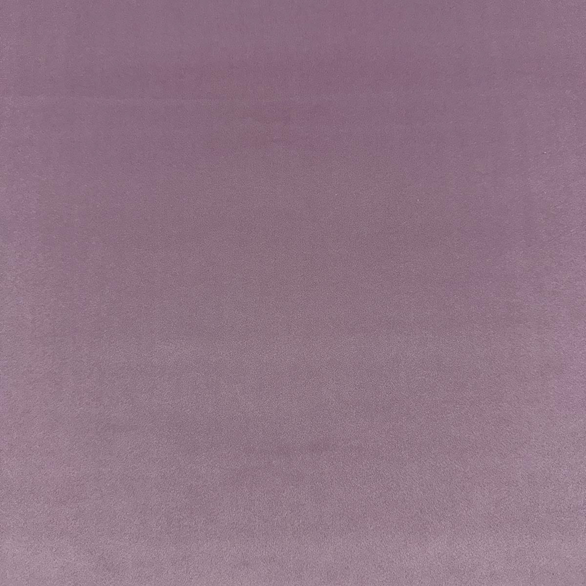 Eade’s VASTO LAVENDER LAVENDER