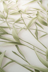 Veer Decor Sylvan Bamboo Fronds Green Wallpaper VRPH707-1058