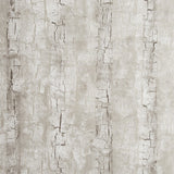 CLARKE AND CLARKE W0062/02.CAC.0 TREE BARK BIRCH Wallpaper - Eade's Wallpaper