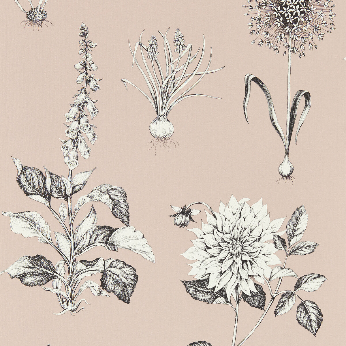 CLARKE AND CLARKE W0197/01.CAC.0 ROSERAIE BLUSH WP Wallpaper - Eade's Wallpaper