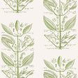 KRAVET COUTURE W4263.30.0 SUGAR AND SPICE WP CACTUS Fabric - HARWOOD STEIGER WALLCOVERING