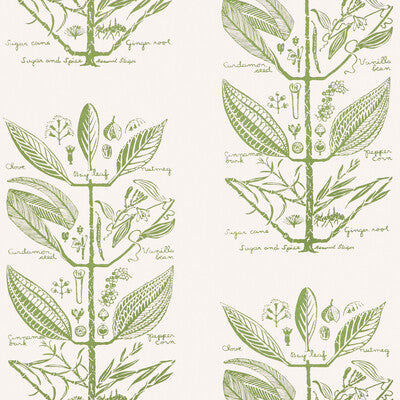 KRAVET COUTURE W4263.30.0 SUGAR AND SPICE WP CACTUS Fabric - HARWOOD STEIGER WALLCOVERING