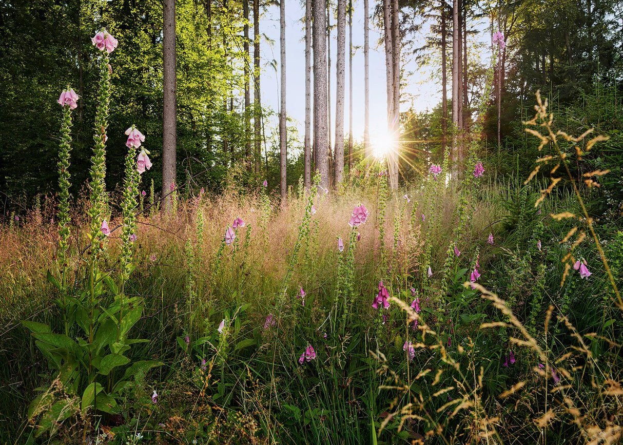 Komar X7-1005 Summer Glade Wall Mural