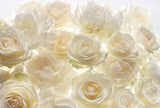 Komar XXL4-007 Ivory Rose Wall Mural