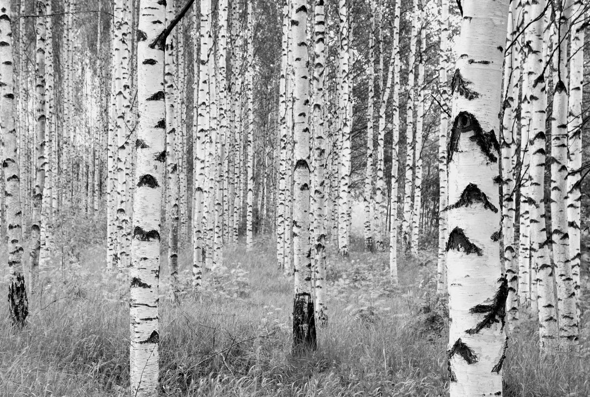 Komar XXL4-023 Birch Forest Wall Mural